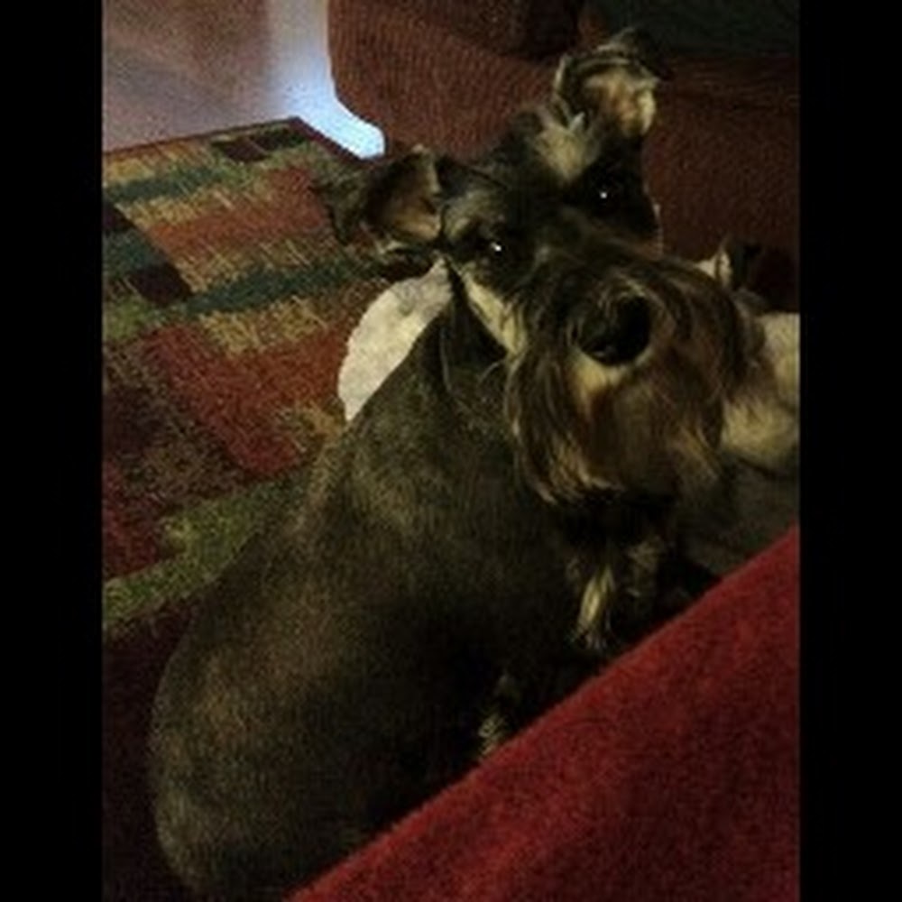 Meet your Posher, Phillip